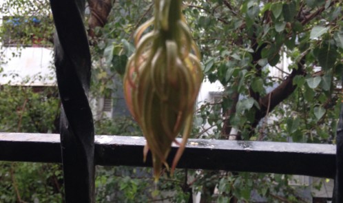 Brahma Kamal