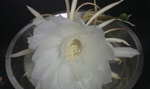 Brahma Kamal